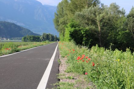 Mohnblumen säumen den Etschtalradweg.