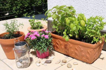 Mini-Kräutergarten auf dem Balkon. Mit Basilikum, Zitronenmelisse, Minze und Rosmarin.