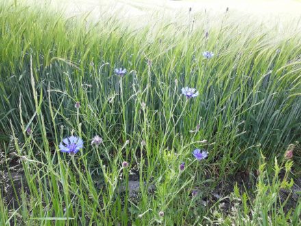 Saftige Kornfelder mit ihren blauen, hübschen Kornblumen.