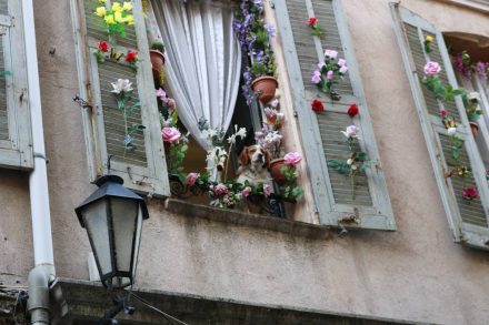Üppige Fensterdekoration mit munterer Fellnase in Grasse.