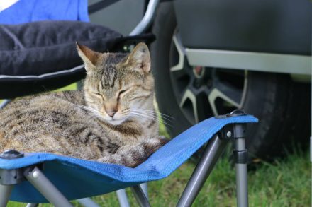 Unsere Camp-Katze hatte schnell auf dem Berger-Hocker ihren Lieblingsplatz gefunden.