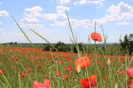 Ich liebe Mohnblumen - erst recht, wenn es ganze feurig-rote Felder sind.