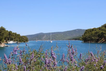 Die Zufahrt zum Hafen von Vrboska mit wunderschöner Lavendel-Dekoration.
