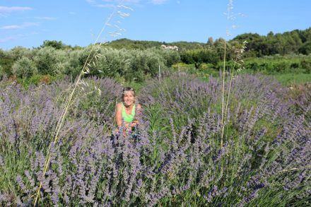 Der Rückweg der Radtour führt im hügeligen Hinterland durch wilde Lavendelfelder.