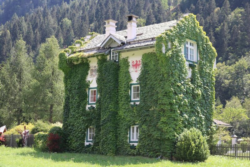 Verwunschene Häuser ganz in Wein gehüllt.