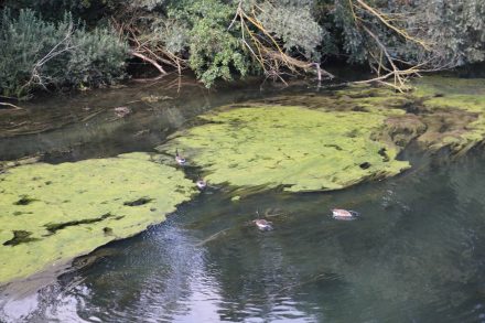 Ein Paradies für Fauna und Flora.