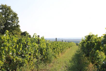 Die Weingärten auf österreichischer und ungarischer Seite rahmen den Neusiedlersee ein.
