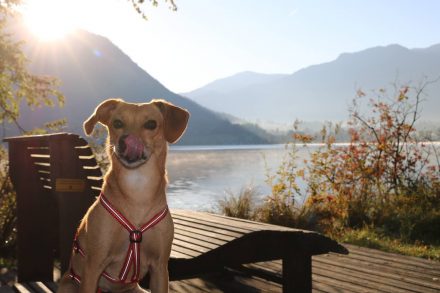 Ella begrüßt die Herbstsonne am Schliersee.