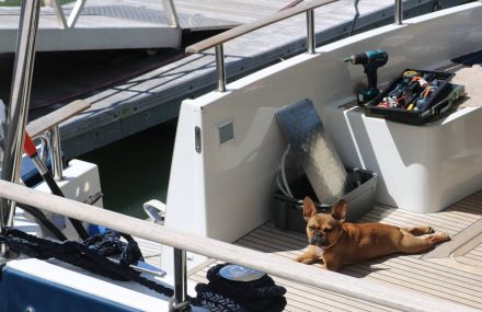 So sieht ein relaxter Yacht-Hund aus.