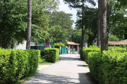 Der wunderschöne Baumbestand im grünen Camping Village Mare Pineta.