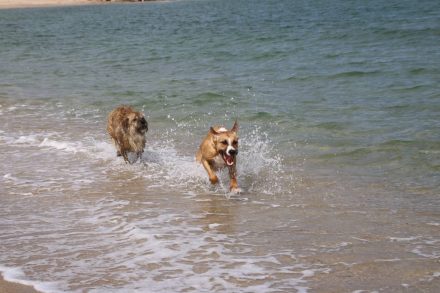 Am Hundestrand haben die Fellnasen mächtig Spaß.