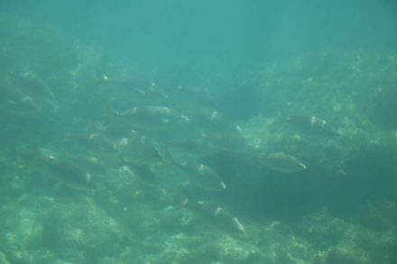 Verschiedenste Fischarten ziehen in Schwärmen an dem Glasboden-Boot vorbei.