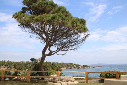 Der Relax-Garten im Camping Isuledda mit Blick über die Bucht