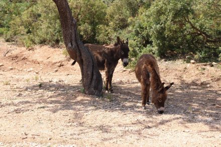 Im Naturschutzgebiet rund um Golgo leben zahlreiche wilde Esel