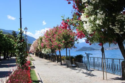 Das Blumenmeer entlang der Uferpromenade von Bellagio