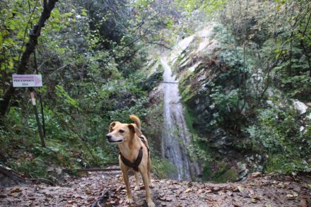 Der einfache Wasserfall-Weg ist auch gut mit Hunden zu begehen