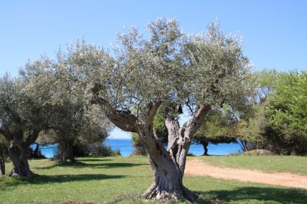 Die Wanderung führt vorbei an einem alten Olivenhain